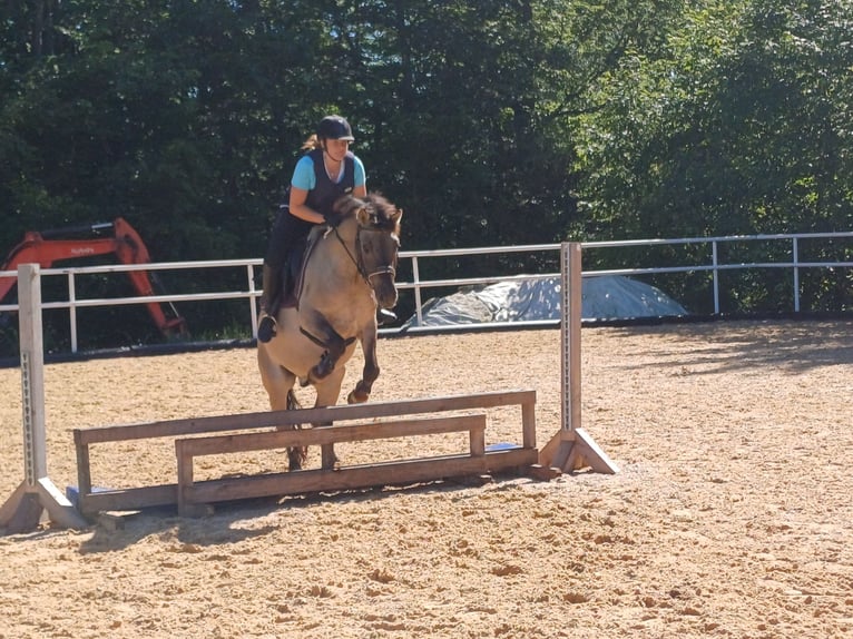 Konik Caballo castrado 6 años 143 cm in Mattsee