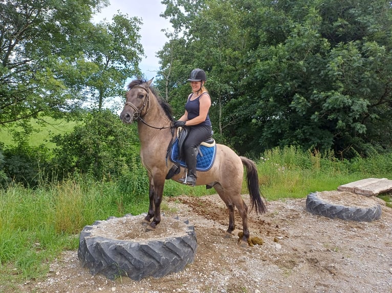 Konik Caballo castrado 6 años 143 cm in Mattsee