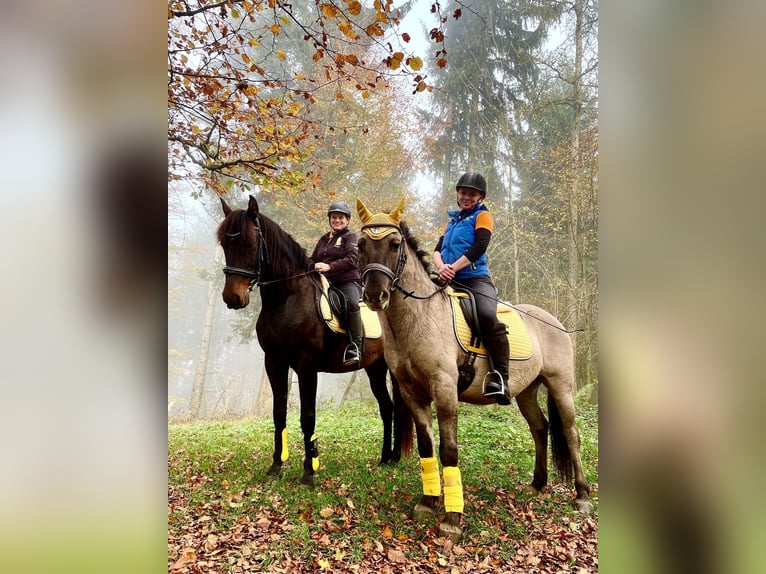 Konik Caballo castrado 6 años 143 cm in Mattsee