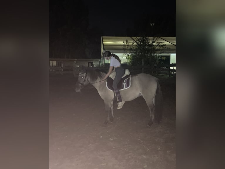 Konik Caballo castrado 6 años 145 cm in Berlin