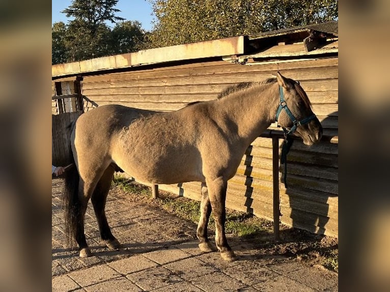 Konik Caballo castrado 6 años 145 cm in Berlin