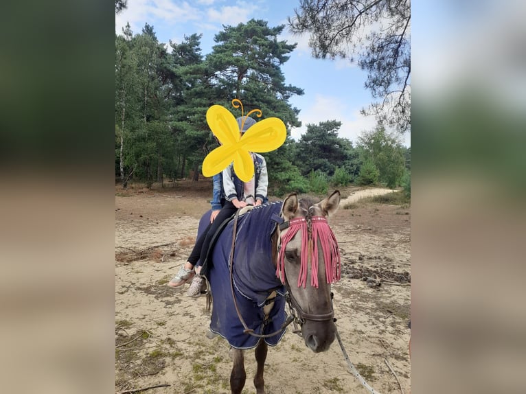 Konik Caballo castrado 6 años in Ommel