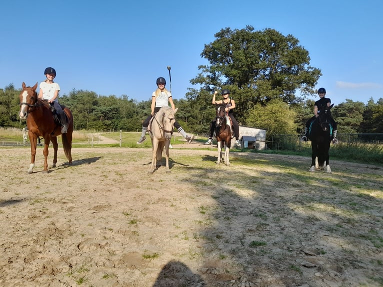 Konik Caballo castrado 6 años in Ommel