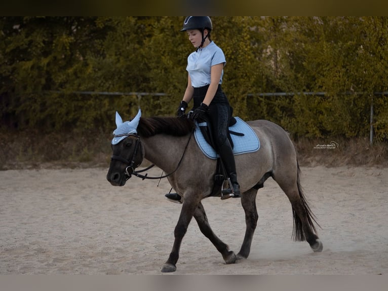 Konik Caballo castrado 7 años 132 cm Bayo in C&#xF6;lbe