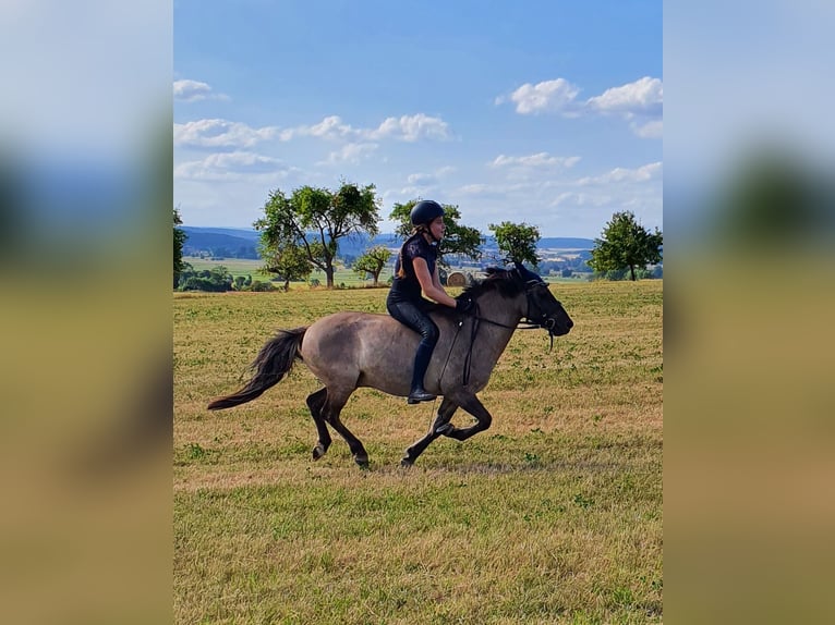 Konik Caballo castrado 7 años 132 cm Bayo in C&#xF6;lbe
