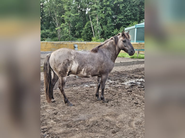 Konik Caballo castrado 7 años 132 cm Bayo in C&#xF6;lbe