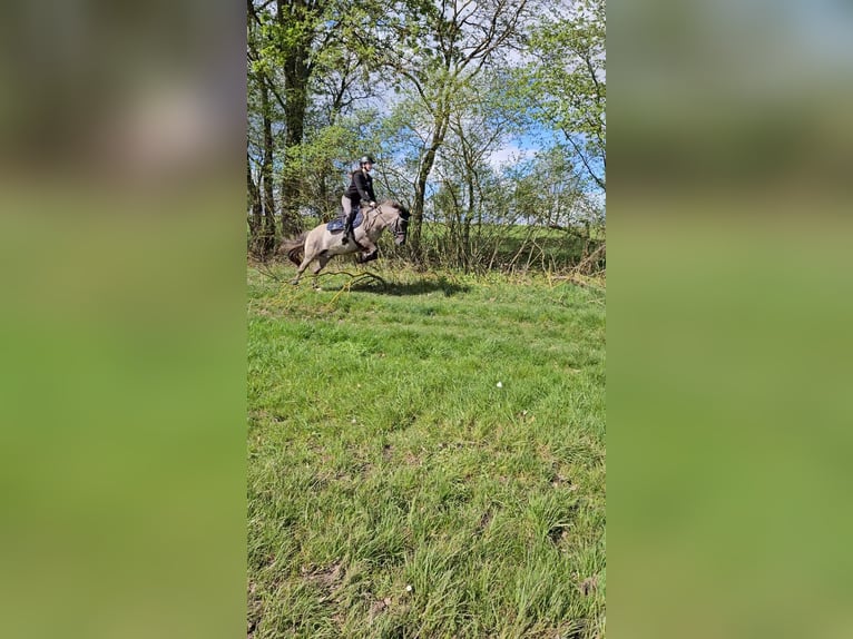 Konik Caballo castrado 7 años 132 cm Bayo in C&#xF6;lbe
