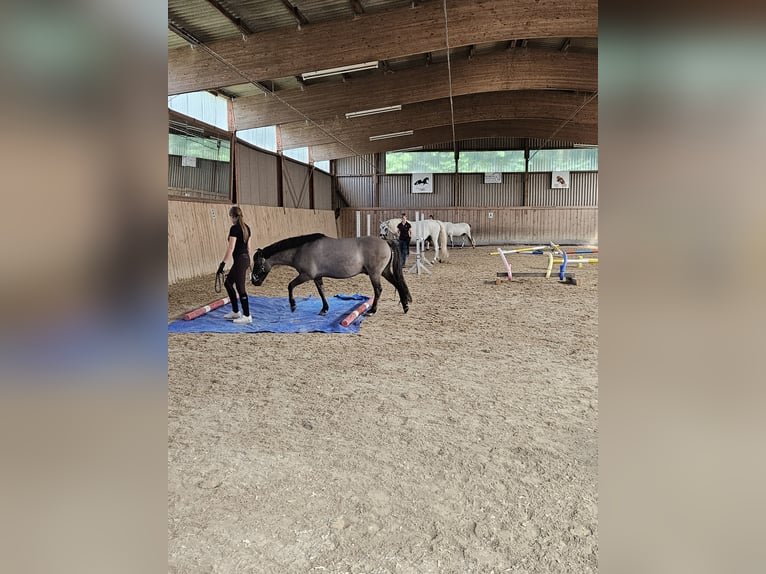 Konik Caballo castrado 7 años 132 cm Bayo in C&#xF6;lbe