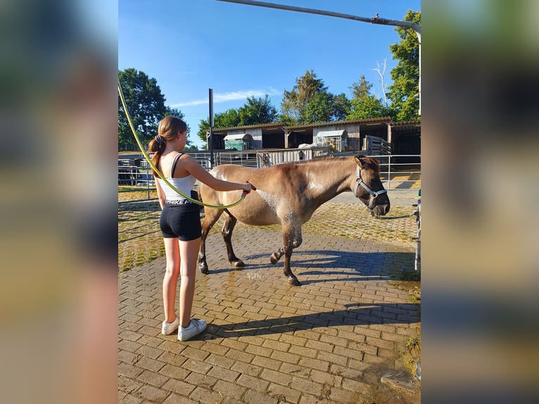 Konik Caballo castrado 7 años 132 cm Bayo in C&#xF6;lbe