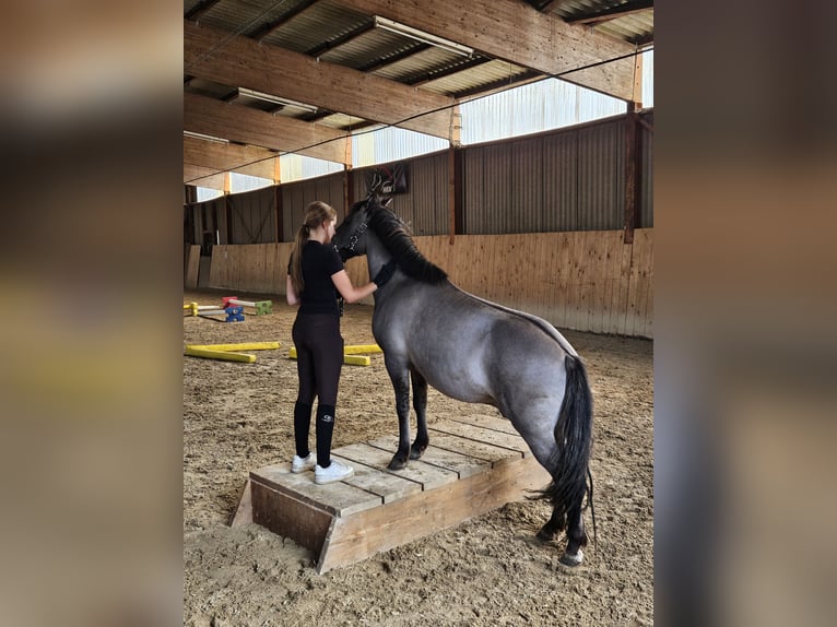 Konik Caballo castrado 7 años 132 cm Bayo in C&#xF6;lbe