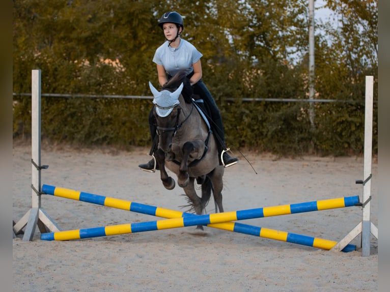 Konik Caballo castrado 7 años 132 cm Bayo in C&#xF6;lbe