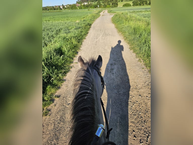 Konik Caballo castrado 7 años 132 cm Bayo in C&#xF6;lbe