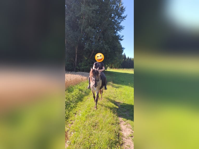 Konik Caballo castrado 7 años 140 cm Bayo in Falkenstein