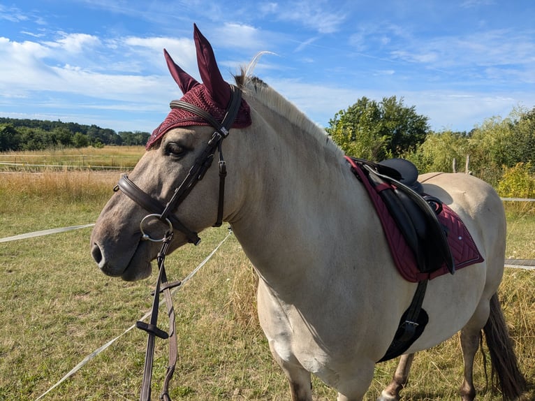 Konik Caballo castrado 7 años 142 cm Bayo in Wriezen