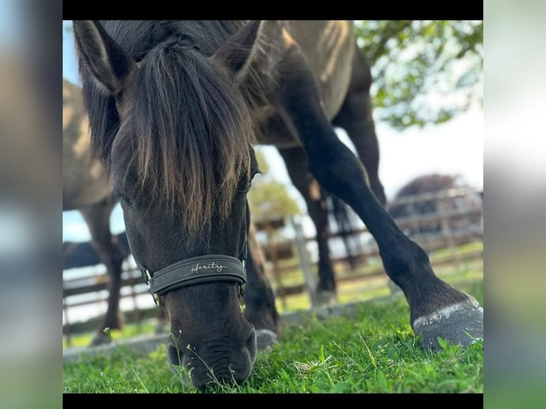 Konik Mestizo Caballo castrado 7 años 143 cm Grullo in Neustadt am Rübenberge