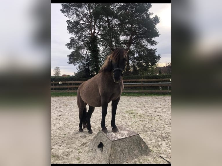 Konik Mestizo Caballo castrado 7 años 143 cm Grullo in Neustadt am Rübenberge