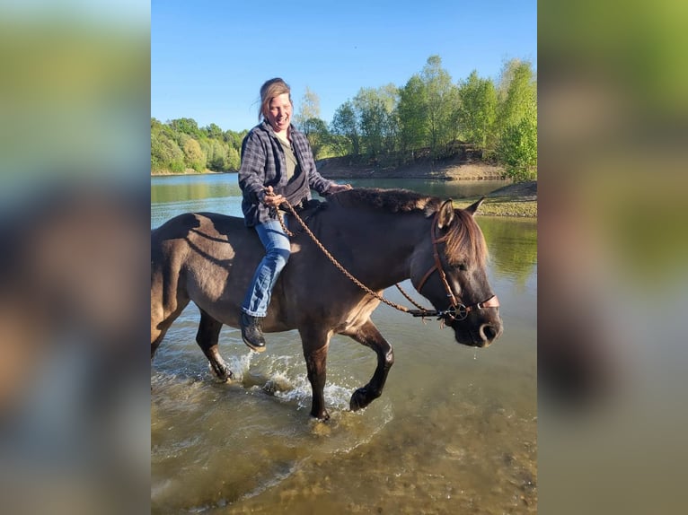 Konik Mestizo Caballo castrado 7 años 143 cm Grullo in Neustadt am Rübenberge