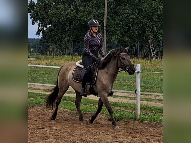 Konik Caballo castrado 7 años 144 cm Bayo in Forst