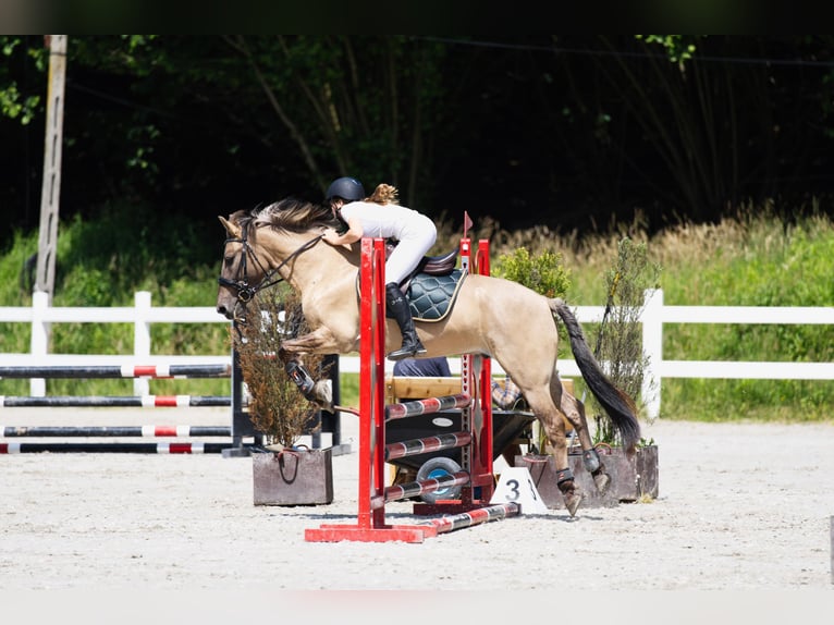 Konik Caballo castrado 7 años 148 cm in Pilzno