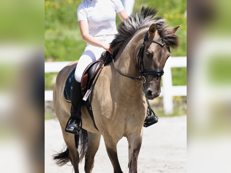 Konik Caballo castrado 7 años 148 cm in Pilzno