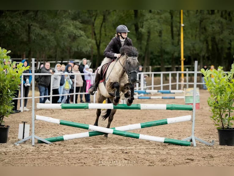 Konik Caballo castrado 8 años 138 cm Bayo in Iwanowice