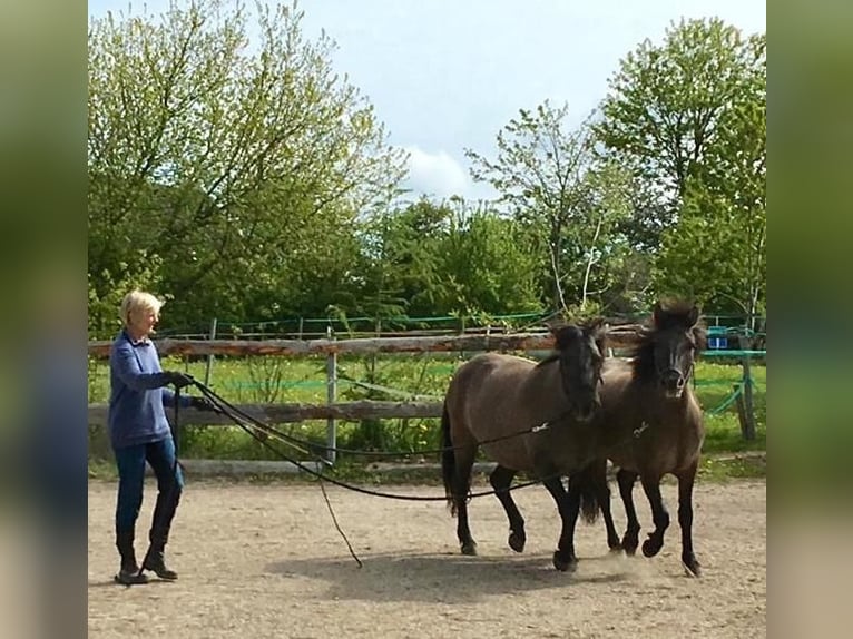 Konik Caballo castrado 8 años 139 cm Bayo in Satrup