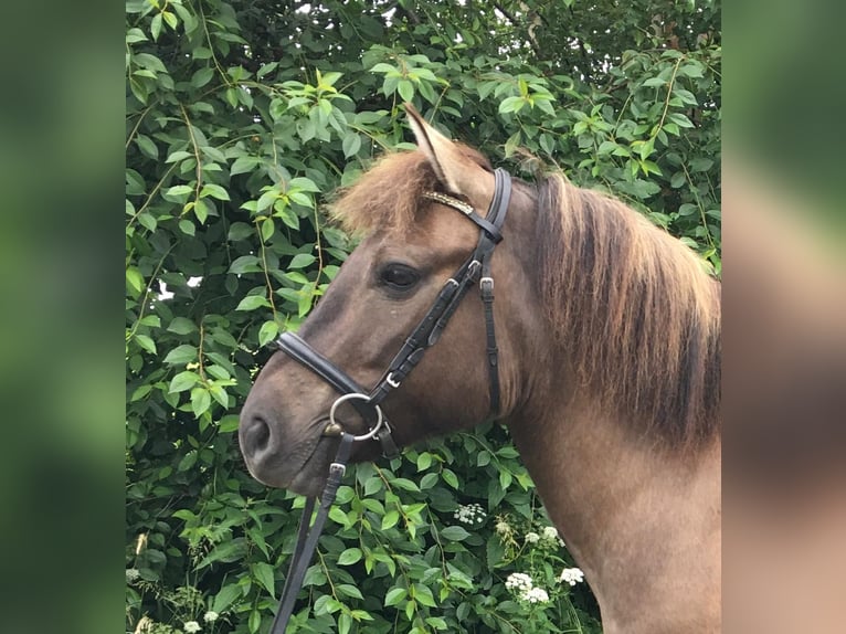 Konik Caballo castrado 8 años 139 cm Bayo in Satrup