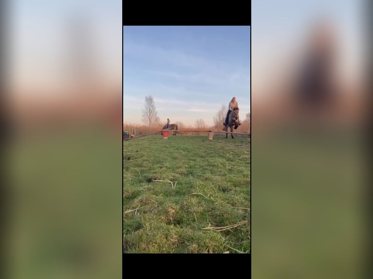 Konik Caballo castrado 8 años 140 cm Buckskin/Bayo in Antwerpen