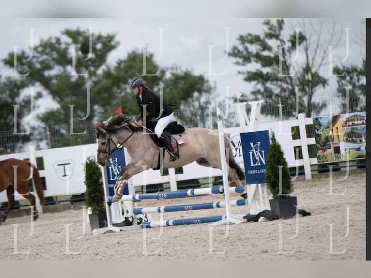 Konik Caballo castrado 8 años 141 cm in Bezrzecze