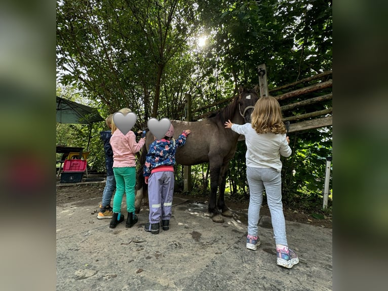 Konik Caballo castrado 9 años 120 cm Bayo in Schwabenheim