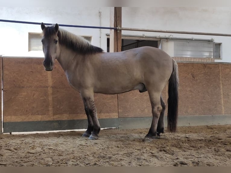 Konik Caballo castrado 9 años 140 cm Bayo in Kreßberg