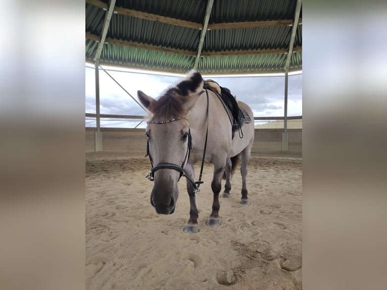 Konik Caballo castrado 9 años 140 cm Bayo in Kreßberg