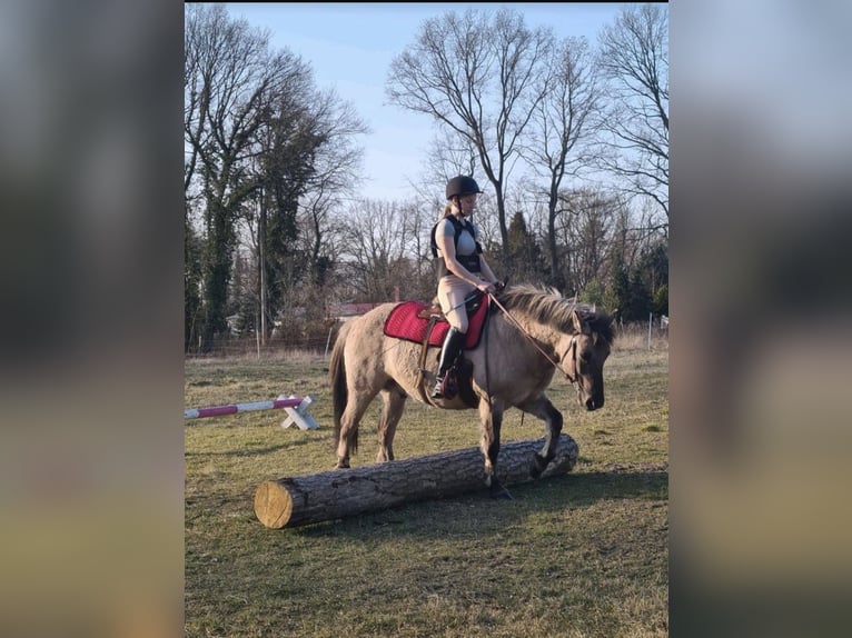 Konik Caballo castrado 9 años 142 cm Bayo in Wusterwitz