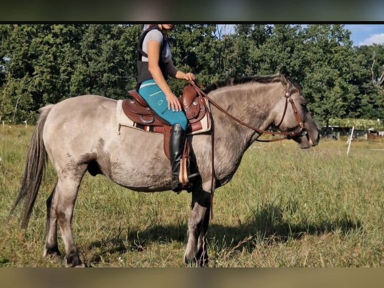 Konik Caballo castrado 9 años 142 cm Bayo in Wusterwitz