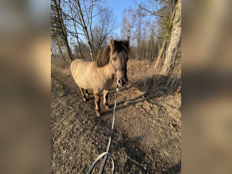 Konik Castrone 10 Anni 138 cm Pelle di daino in Janowicze