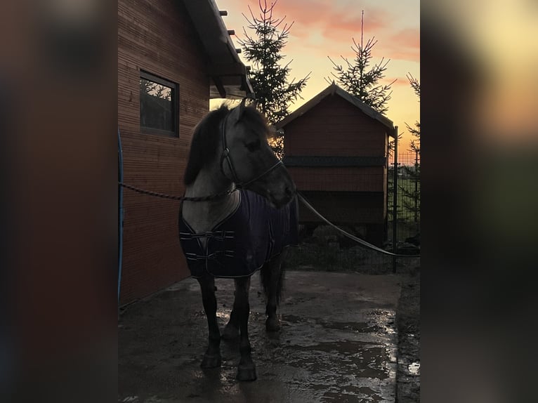 Konik Castrone 10 Anni 138 cm Pelle di daino in Janowicze