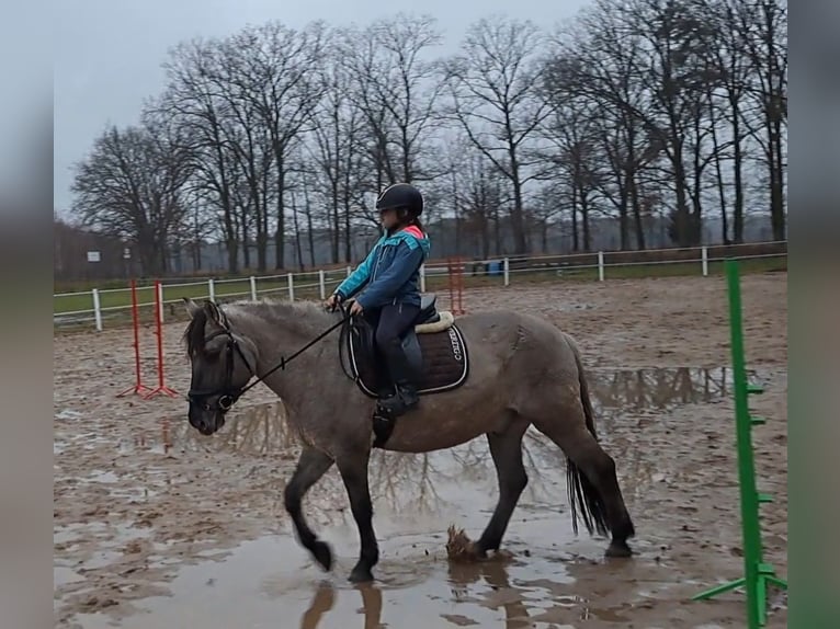 Konik Castrone 10 Anni 152 cm Falbo in Forst