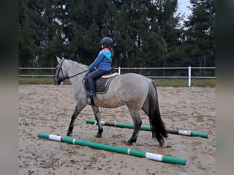 Konik Castrone 10 Anni 152 cm Falbo in Forst