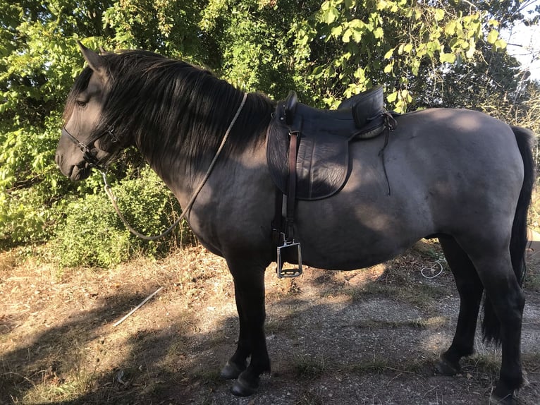 Konik Castrone 11 Anni 142 cm Grullo in Karby