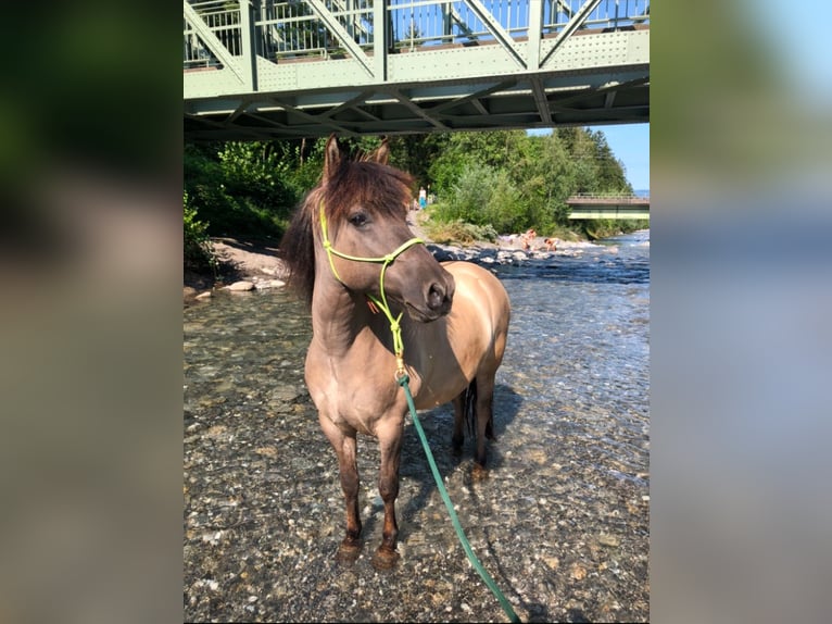 Konik Castrone 11 Anni 143 cm Falbo in Feldkirch