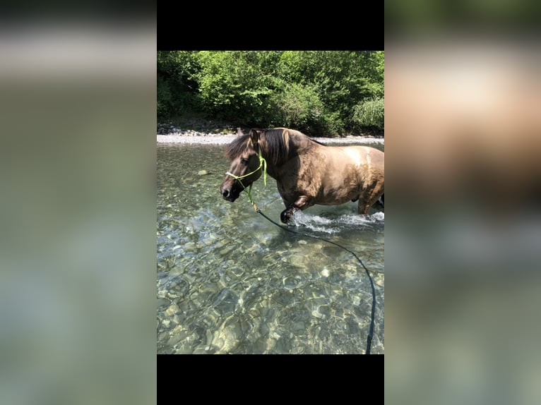 Konik Castrone 11 Anni 143 cm Falbo in Feldkirch