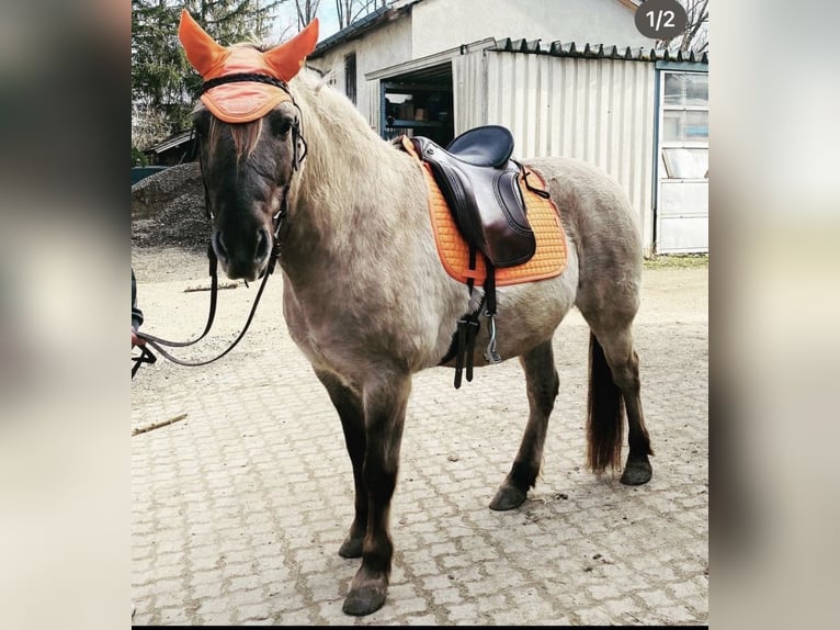 Konik Castrone 11 Anni 149 cm in Kolbermoor