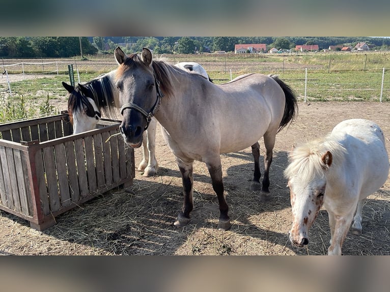 Konik Castrone 12 Anni 132 cm Falbo in Reitwein