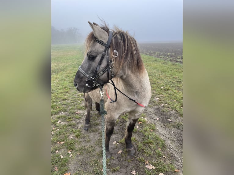 Konik Castrone 12 Anni 132 cm Falbo in Reitwein