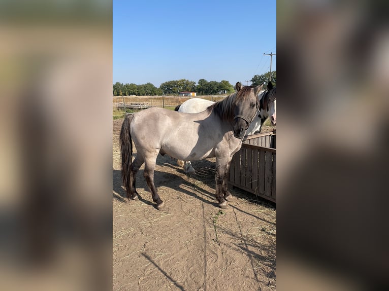 Konik Castrone 12 Anni 132 cm Falbo in Reitwein