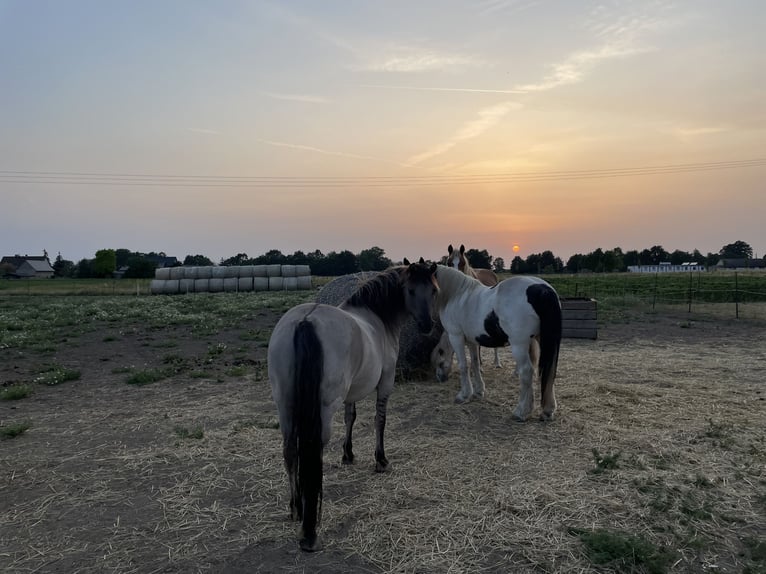 Konik Castrone 12 Anni 132 cm Falbo in Reitwein