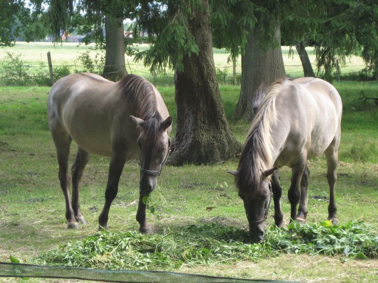 Konik Castrone 12 Anni 145 cm Falbo in Königsmoor