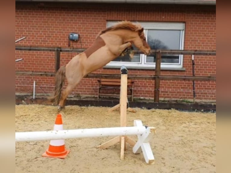Konik Castrone 13 Anni 128 cm Sauro in Billerbeck