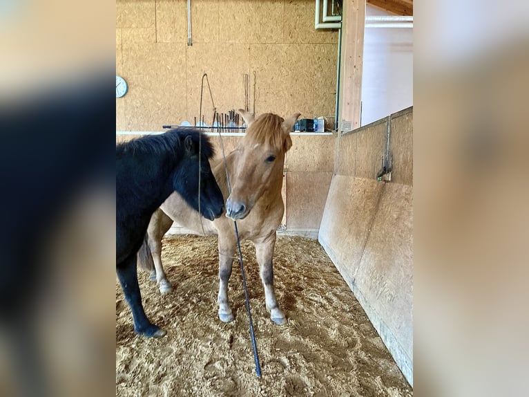 Konik Castrone 13 Anni 150 cm Falbo in Nesselwängle
