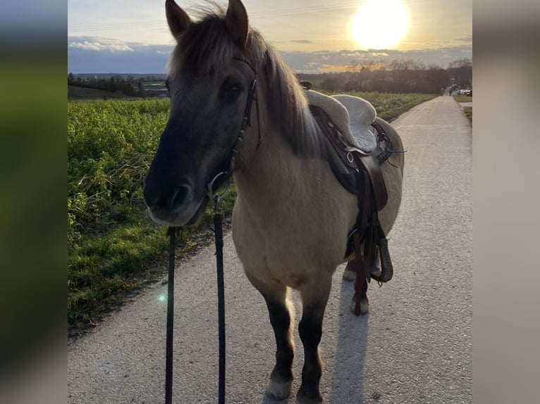 Konik Castrone 13 Anni Falbo in Werdum